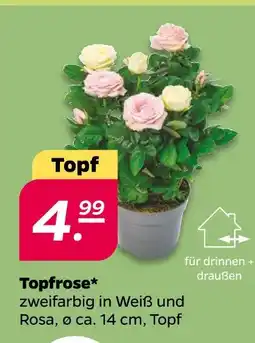 Netto Topfrose Angebot
