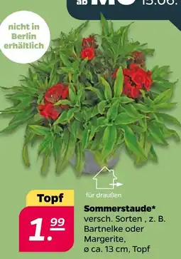 Netto Sommerstaude Angebot