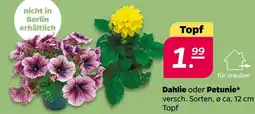 Netto Dahlie oder petunie Angebot