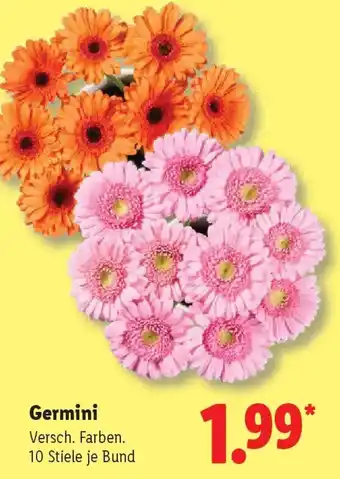 Lidl Germini Angebot