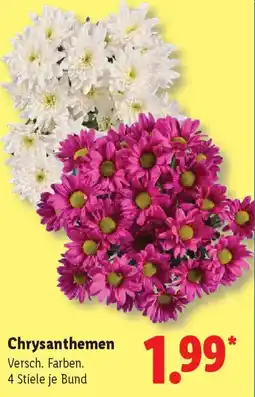 Lidl Chrysanthemen Angebot