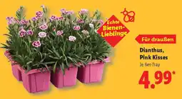 Lidl Dianthus, Pink Kisses Angebot