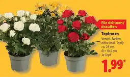 Lidl Topfrosen Angebot