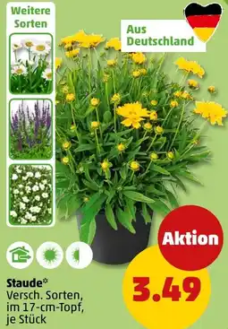 PENNY Staude Angebot