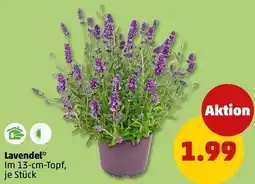 PENNY Lavendel Angebot