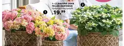 Dehner BAUERN- ODER TELLER-HORTENSIE Angebot
