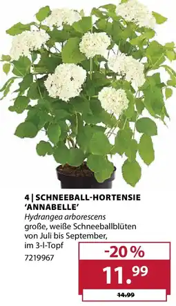 Dehner SCHNEEBALL-HORTENSIE 'ANNABELLE' Angebot