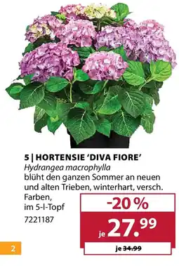 Dehner HORTENSIE 'DIVA FIORE' Angebot