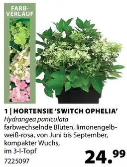 Dehner HORTENSIE 'SWITCH OPHELIA' Hydrangea paniculata Angebot