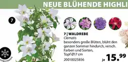Dehner WALDREBE Clematis Angebot