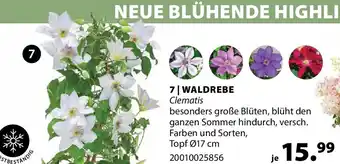 WALDREBE Clematis
