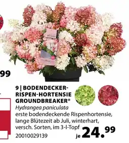 Dehner BODENDECKER- RISPEN-HORTENSIE GROUNDBREAKER Hydrangea paniculata Angebot
