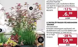Dehner ROTBLÄTTRIGER FÄCHERAHORN 'SHAINA' Acer palmatum Angebot