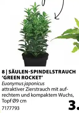 Dehner SÄULEN-SPINDELSTRAUCH 'GREEN ROCKET' Euonymus japonicus Angebot