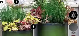 Dehner PURPURGLÖCKCHEN 'FOREVER PURPLE' Heuchera-Hybride Angebot