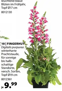Dehner FINGERHUT Digitalis purpurea Angebot