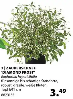 Dehner ZAUBERSCHNEE 'DIAMOND FROST' Euphorbia hypericifolia Angebot