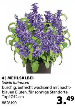 Dehner MEHLSALBEI Salvia farinacea Angebot