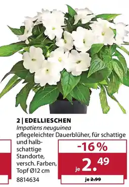 Dehner EDELLIESCHEN Impatiens neuguinea Angebot