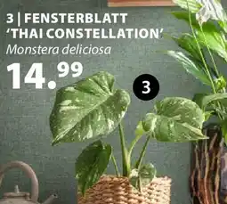 Dehner FENSTERBLATT 'THAI CONSTELLATION' Angebot