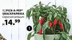 Dehner PICK-A-PEP SNACKPAPRIKA Angebot