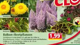 Norma Balkon-/Beetpflanzen Angebot