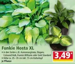 Norma Funkie Hosta XL Angebot