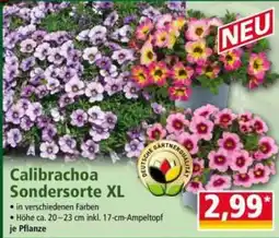 Norma Calibrachoa Sondersorte XL Angebot