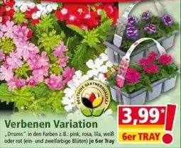 Norma Verbenen Variation Angebot