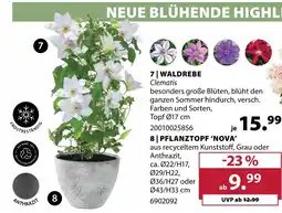 Dehner Waldrebe clematis Angebot
