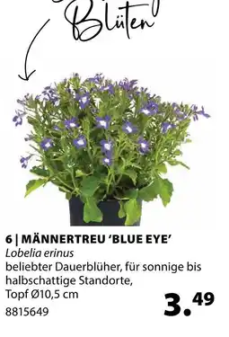 Dehner Männertreu 'blue eye' Angebot