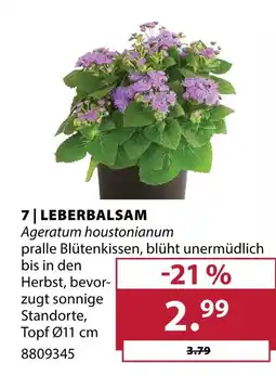 Dehner Leberbalsam Angebot