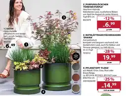Dehner Segge Angebot