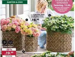 Dehner Bauern- oder teller-hortensie Angebot