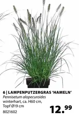 Dehner Lampenputzgras 'hameln' Angebot