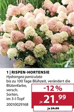Dehner Rispen-hortensie Angebot