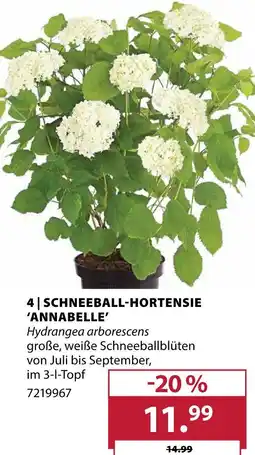 Dehner Schneeball-hortensie 'annabelle' Angebot