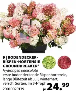 Dehner Bodendecker-rispen-hortensie groundbreaker Angebot