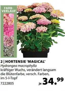 Dehner Hortensie 'magical' Angebot