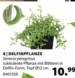 Dehner Delfinpflanze Angebot