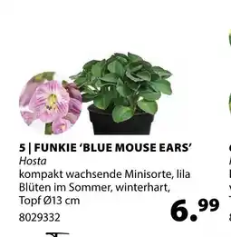 Dehner Funkie blue mouse ears Angebot