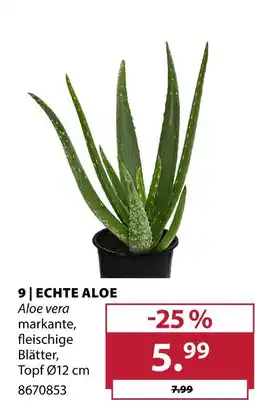 Dehner Echte aloe Angebot