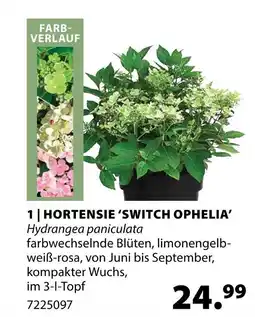 Dehner Hortensie 'switch ophelia' Angebot