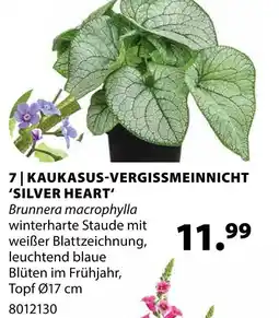 Dehner Kaukasus-vergissmeinnicht 'silver heart' Angebot