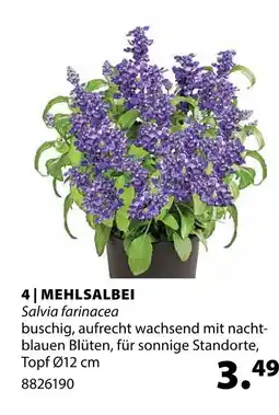 Dehner Mehlsalbei Angebot