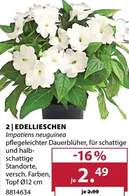 Dehner Edellieschen Angebot