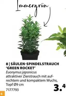 Dehner Säulen-spindelstrauch 'green rocket' Angebot