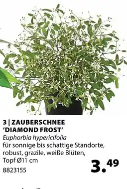 Dehner Zauberschnee 'diamond frost' Angebot