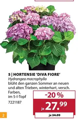 Dehner Hortensie 'diva fiore' Angebot