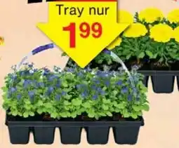 Wiglo Wunderland Beet & Balkon-Mix Angebot